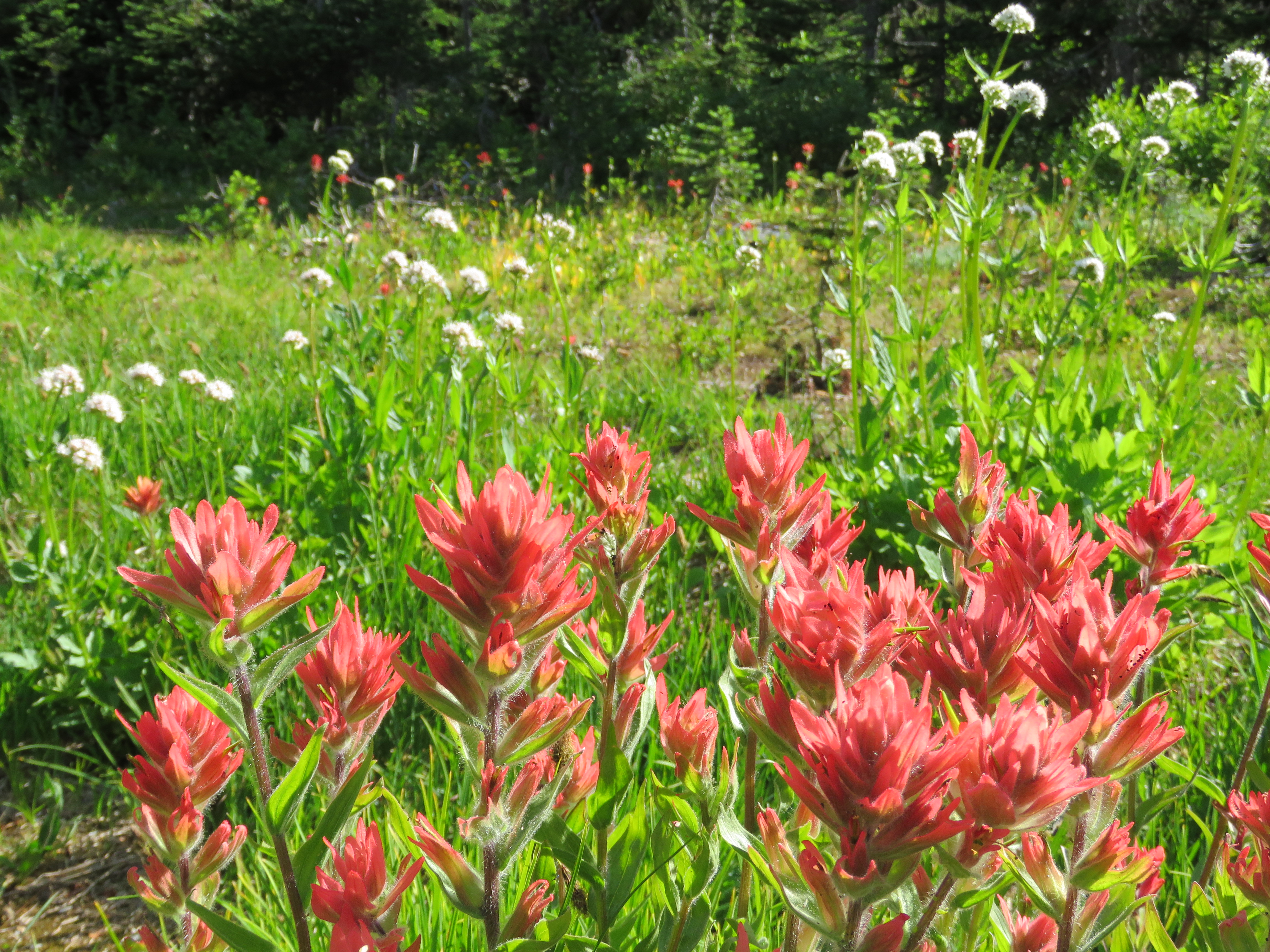 Indian Paintbrush red flowers up close.